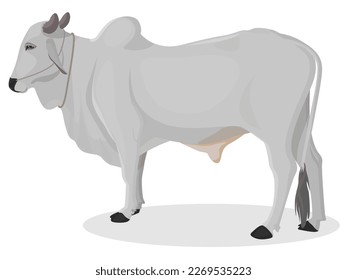 Indian farmer Ox, Zebu bull. Brahman cattle. Vector illustration