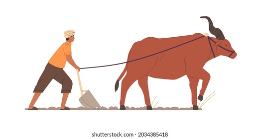 Indian Farmer Plowing With Traditional Primitive Plough And Ox. Farm Worker And Zeby On Agriculture Field In India. Man Work On Asian Farmland. Flat Vector Illustration Isolated On White Background