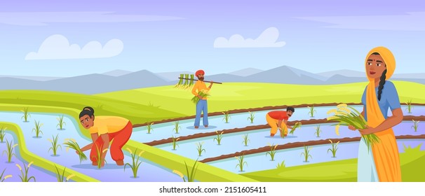 Indian farmers harvesting rice. Farmer working in land field, rural farming india agriculture, watering paddy, asian worker on planted meadow, cartoon exact vector illustration of rural field in india