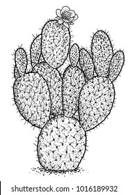 Indian fig, opuntia illustration, drawing, engraving, ink, line art, vector