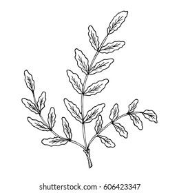 Indian Frankincense Salai or Boswellia serrata vintage illustration.Olibanum-tree (Boswellia sacra), aromatic tree. Ink hand drawn herbal illustration. 