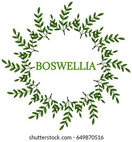 Indian Frankincense Salai or Boswellia serrata vintage illustration, round frame.Olibanum-tree (Boswellia sacra), aromatic tree. Ink hand drawn herbal illustration.