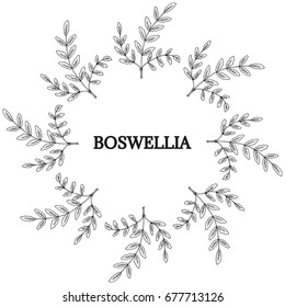 Indian Frankincense Salai or Boswellia serrata vintage illustration.Olibanum-tree Boswellia sacra , aromatic tree. Ink hand drawn herbal illustration. Round frame border.