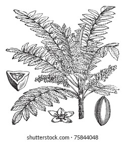 Indian Frankincense Salai or Boswellia serrata vintage engraving.  Old engraved illustration of Indian Frankincense plant