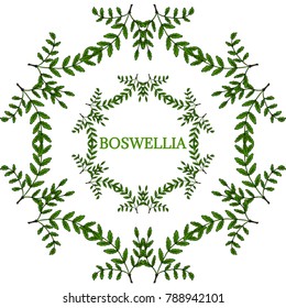 Indian Frankincense Salai or Boswellia serrata vintage illustration. Round frame, decorative border.Olibanum-tree (Boswellia sacra), aromatic tree. Ink hand drawn herbal illustration in sketch style