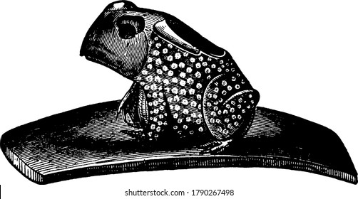 An Indian frog-shaped pipe which is used for smoking of cigarette (tobacco). A hole made on the back of the frog which holds the cigarettes, vintage line drawing or engraving illustration. 