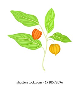 Indian Ginseng or Ashwagandha Plant with Hanging Papery Green Calyx Enclosing Fruit Vector Illustration
