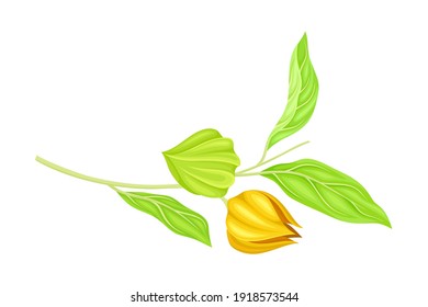 Indian Ginseng or Ashwagandha Plant with Hanging Papery Green Calyx Enclosing Fruit Vector Illustration