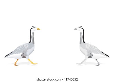 indian goose - considered as one of the highest flying birds, two color versions