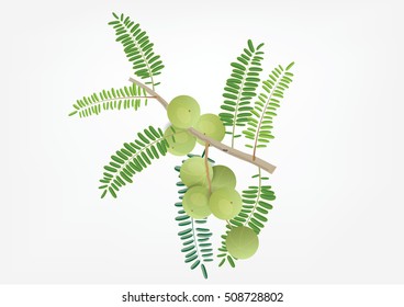 indian gooseberry  with leaves for object or background . food and medicine product 