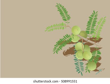 indian gooseberry  with leaves for object or background . food and medicine product 