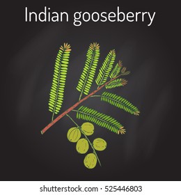 Indian gooseberry (Phyllanthus emblica), or emblic myrobalan, robalan, Malacca tree, amla with leaves and berries. Hand drawn botanical vector illustration
