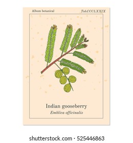 Indian gooseberry (Phyllanthus emblica), or emblic myrobalan, robalan, Malacca tree, amla with leaves and berries. Hand drawn botanical vector illustration