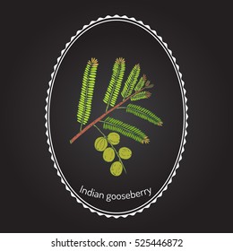 Indian gooseberry (Phyllanthus emblica), or emblic myrobalan, robalan, Malacca tree, amla with leaves and berries. Hand drawn botanical vector illustration