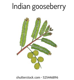 Indian gooseberry (Phyllanthus emblica), or emblic myrobalan, robalan, Malacca tree, amla with leaves and berries. Hand drawn botanical vector illustration