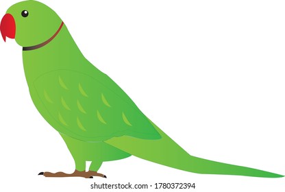 Indian green coloured parrot illustration