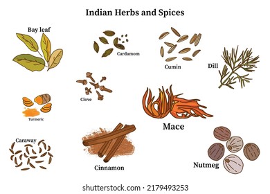 Indian herbs and spices such as bay leaf, turmeric, cumin, clove, cardamon, dill, mace, caraway, nutmeg, cinnamon. Hand drawn vector illustration of isolated on white background.