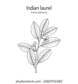 Indian Laurel (Litsea glutinosa), medicinal plant. Hand drawn botanical vector illustration