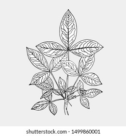 
Indian Laburnum​ leaves isolated on​  background​