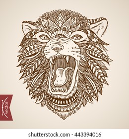 Indian lion feathers instead fur. Engraving style pen pencil crosshatch hatching paper painting retro vintage vector lineart illustration. Scary animal canine tooth.