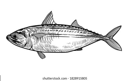  Indian mackerel (Rastrelliger kanagurta) ,Hand drawn vector illustration of fish isolated on white background. Retro style.