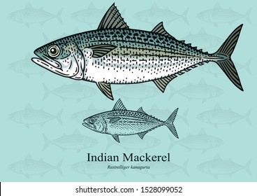 Indian Mackerel. Vector illustration with refined details and optimized stroke that allows the image to be used in small sizes (in packaging design, decoration, educational graphics, etc.)
