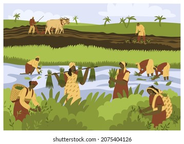 Indian man and Women workers are working in the field. Rice planting in Asia, picking tea leaves on the plantation, plowing the land. Natural farming, village. Flat style in vector illustration.  