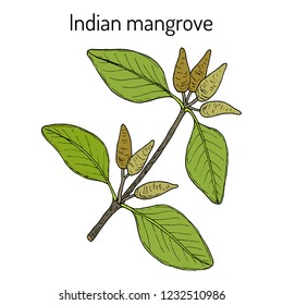 Indian mangrove (Avicennia officinalis), medicinal plant. Hand drawn botanical vector illustration
