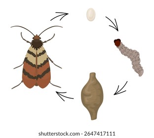 Indian meal moth life cycle showing the four stages of development.