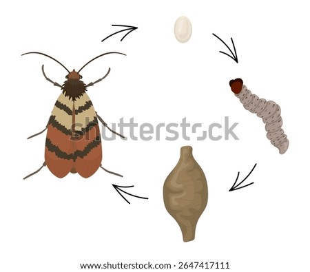 Indian meal moth life cycle showing the four stages of development.