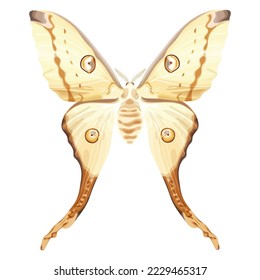 Moon Moth india. Mariposa exótica blanca. insecto tropical. La polilla es un símbolo místico y un talismán. Ilustración vectorial de material aislada en fondo blanco.