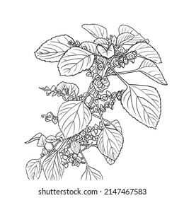 Indian nettle draw isolated on white background,botanical hand drawn sketch vector illustration