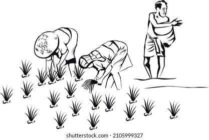 Indian Paddy Illustrations Farmers Fields Stock Vector (Royalty Free ...