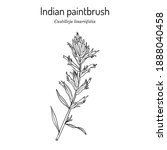 Indian Paintbrush (Castilleja linariaefolia), Official State Flower of Wyoming. Botanical hand drawn vector illustration