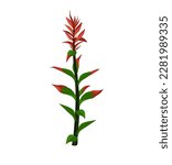 Indian Paintbrush (Castilleja linariaefolia), Official State Flower of Wyoming. Botanical hand drawn vector illustration