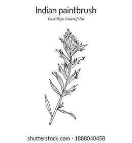 Indian Paintbrush (Castilleja linariaefolia), Official State Flower of Wyoming. Botanical hand drawn vector illustration