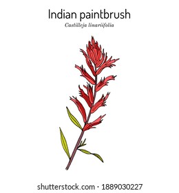 Indian Paintbrush (Castilleja linariaefolia), Official State Flower of Wyoming. Botanical hand drawn vector illustration