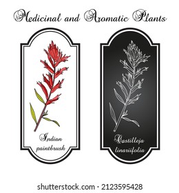 Indian Paintbrush (Castilleja linariaefolia), Official State Flower of Wyoming. Botanical hand drawn vector illustration