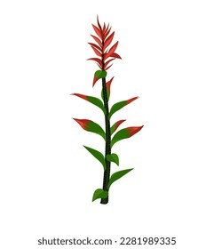 Indian Paintbrush (Castilleja linariaefolia), Official State Flower of Wyoming. Botanical hand drawn vector illustration