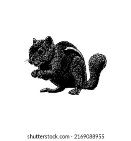 Indian Palm Squirrel hand drawing vector illustration isolated on white background