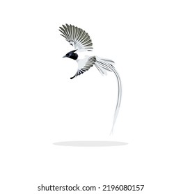 Indian paradise flycatcher bird vector