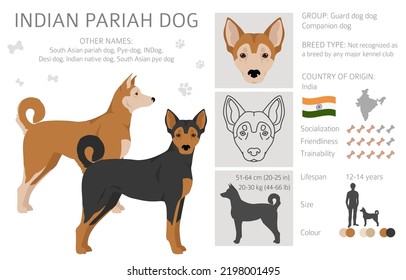 Indian Pariah dog clipart. Different poses, coat colors set.  Vector illustration