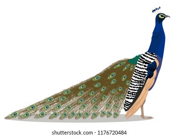 Indian peafowl bird