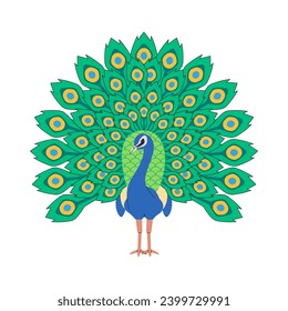 Indian peafowl bird nature animal with open showing beautiful body adornment elegant tail pretty feather