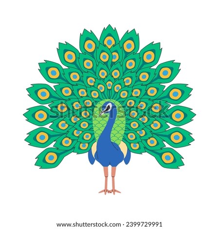Indian peafowl bird nature animal with open showing beautiful body adornment elegant tail pretty feather