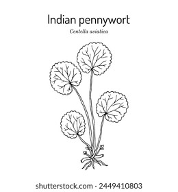 Indian pennywort or gotu kola (Centella asiatica), edible and medicinal plant. Hand drawn botanical vector illustration