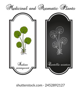 Indian pennywort or gotu kola (Centella asiatica), edible and medicinal plant. Hand drawn botanical vector illustration