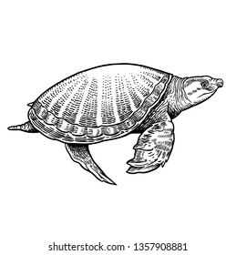 Indian pig-nosed turtle isolated. Black and white reptile vector illustration. Hand drawing realistic sketch. Vintage engraving of Wildlife. Animal of underwater world.