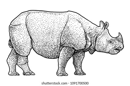 Indian rhinoceros illustration, drawing, engraving, ink, line art, vector