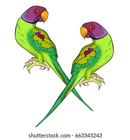 Indian ringed couple parrot ozherelovy parrot  Vector illustration